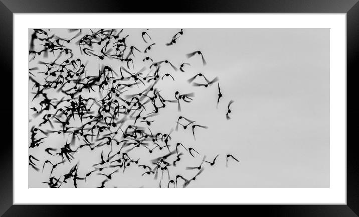 Bats in Flight Framed Mounted Print by Marc Jones