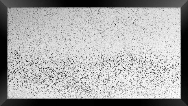 Starlings Framed Print by Marc Jones