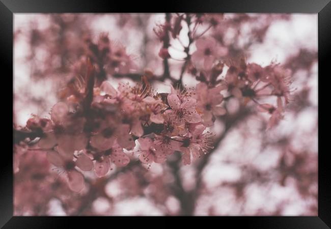 Cherry Blossom Framed Print by Marc Jones