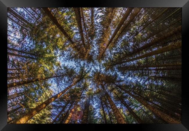 In the Deep Pine Forest Framed Print by Marc Jones