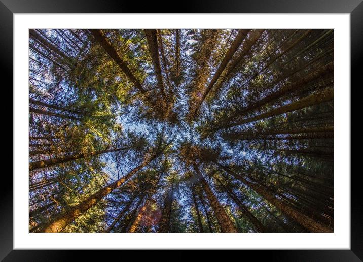 In the Deep Pine Forest Framed Mounted Print by Marc Jones