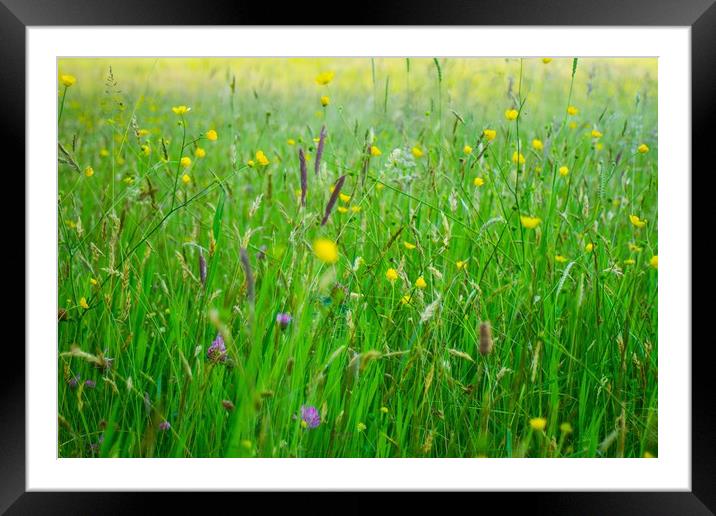 Buttercup Meadow Framed Mounted Print by Marc Jones