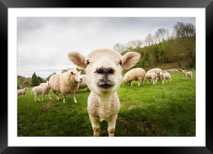 Nosey Lamb Framed Mounted Print by Marc Jones