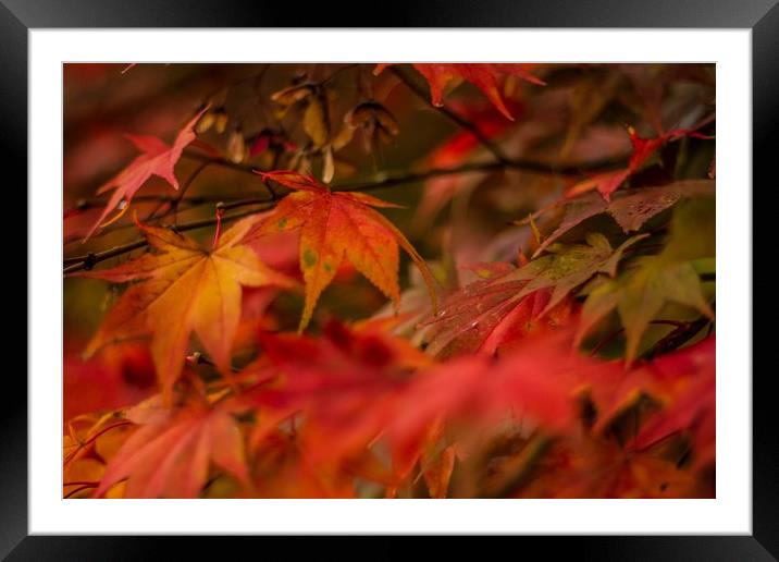 Autumn Red Framed Mounted Print by Marc Jones