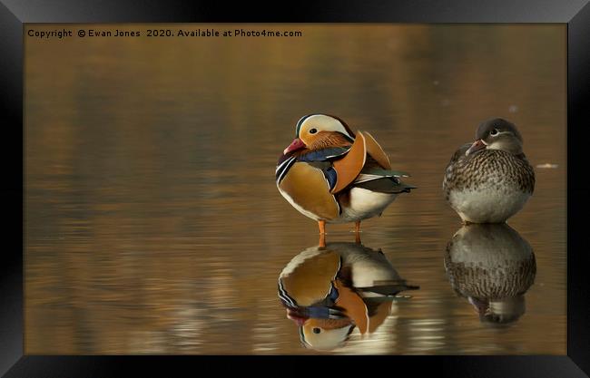 Mandarin Duck Pair Framed Print by Ewan Jones