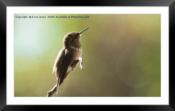 Volcano Hummingbird Basking Framed Mounted Print by Ewan Jones