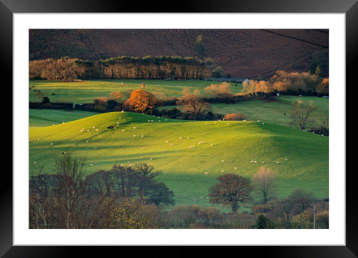 Sunrise over grazing sheep, Holt Ball, Exmoor Framed Mounted Print by Shaun Davey