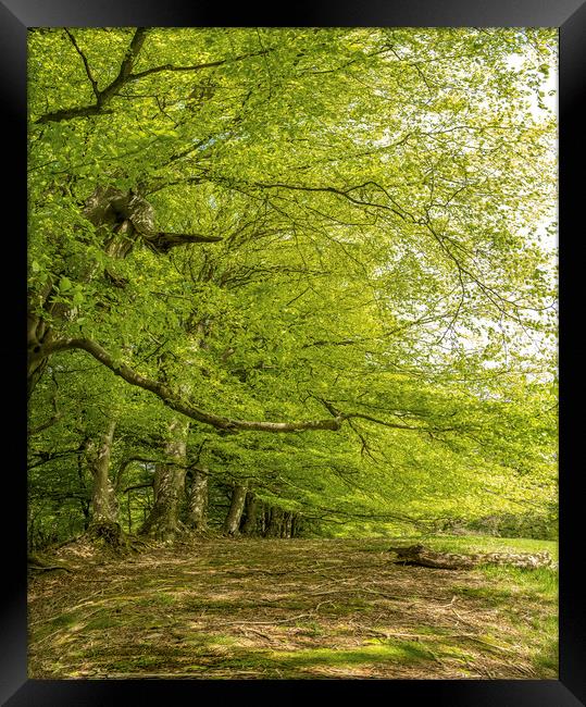Spreading Beech Trees, Wootton Common, Exmoor Framed Print by Shaun Davey