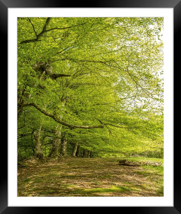 Spreading Beech Trees, Wootton Common, Exmoor Framed Mounted Print by Shaun Davey