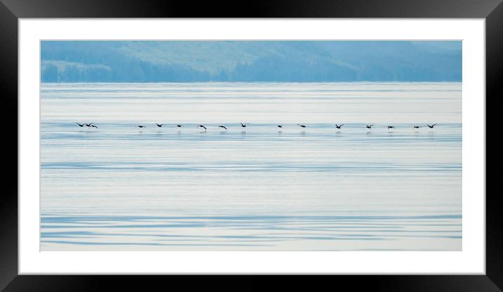 Low flying ducks, Alaska Framed Mounted Print by Shaun Davey