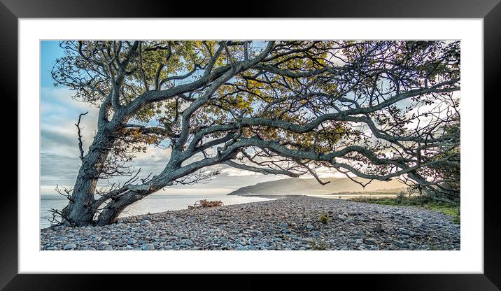 Coastal tree with a view to Hurlstone Point Framed Mounted Print by Shaun Davey