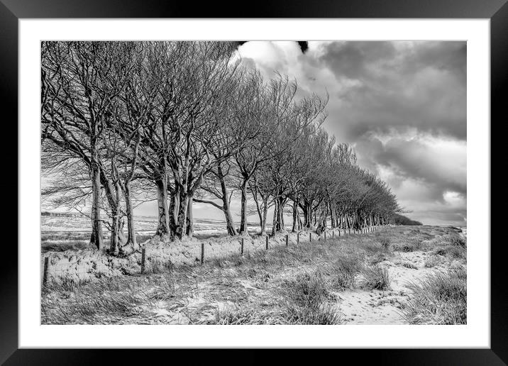 Line of beech trees and wall in the snow, Exmoor Framed Mounted Print by Shaun Davey