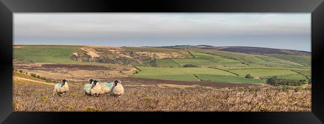 Sheep on Dunkery, Exmoor Framed Print by Shaun Davey