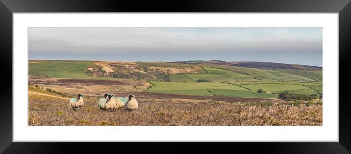 Sheep on Dunkery, Exmoor Framed Mounted Print by Shaun Davey