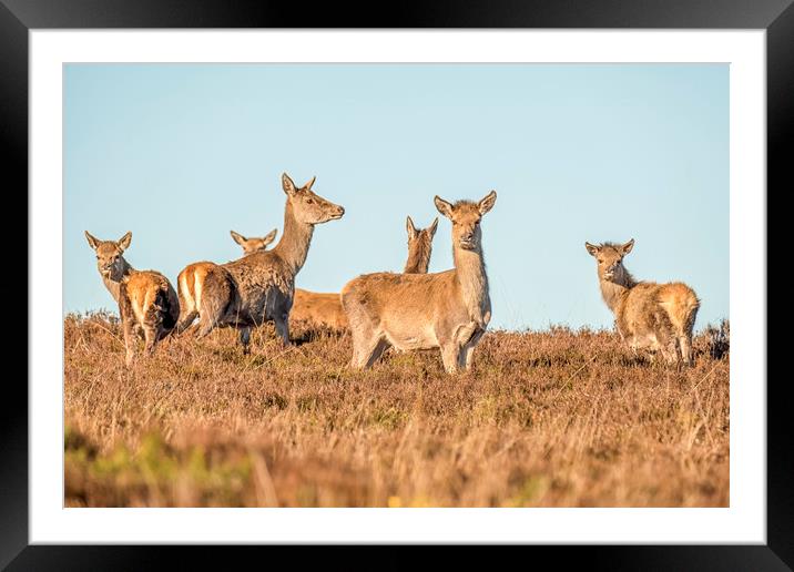 Red Deer - Exmoor Framed Mounted Print by Shaun Davey