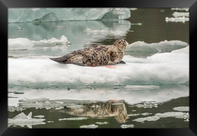 Harbour Seal, Le Conte Bay, Alaska Framed Print by Shaun Davey
