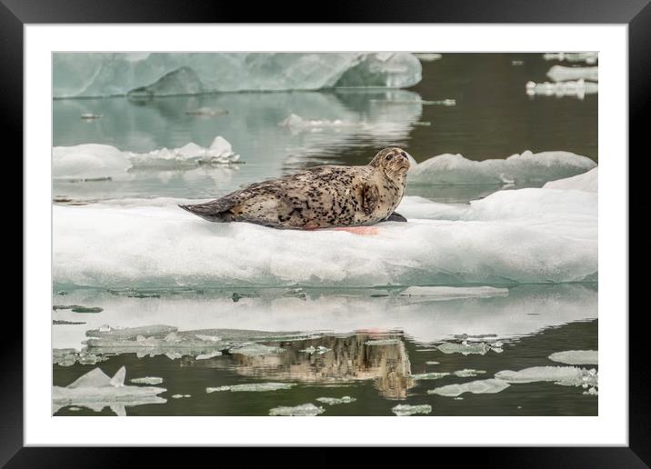 Harbour Seal, Le Conte Bay, Alaska Framed Mounted Print by Shaun Davey