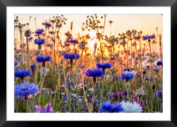 Cornflowers in the setting sun Framed Mounted Print by Shaun Davey