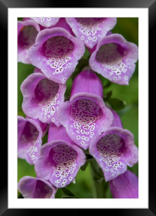 Foxglove (digitalis) Framed Mounted Print by Shaun Davey