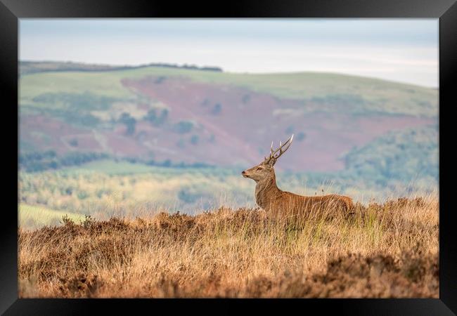 Young Stag Red Deer Framed Print by Shaun Davey