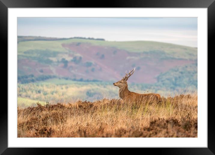 Young Stag Red Deer Framed Mounted Print by Shaun Davey
