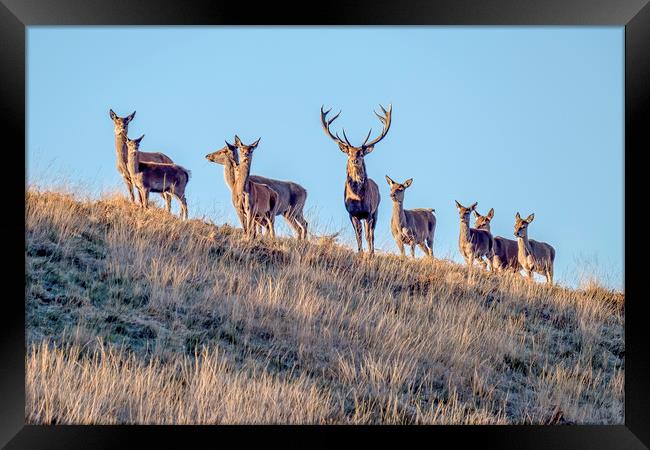 Red Deer - Exmoor Framed Print by Shaun Davey