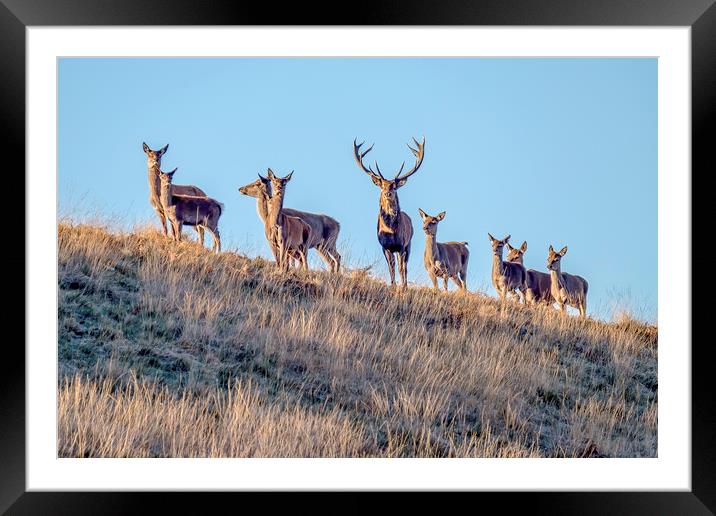 Red Deer - Exmoor Framed Mounted Print by Shaun Davey