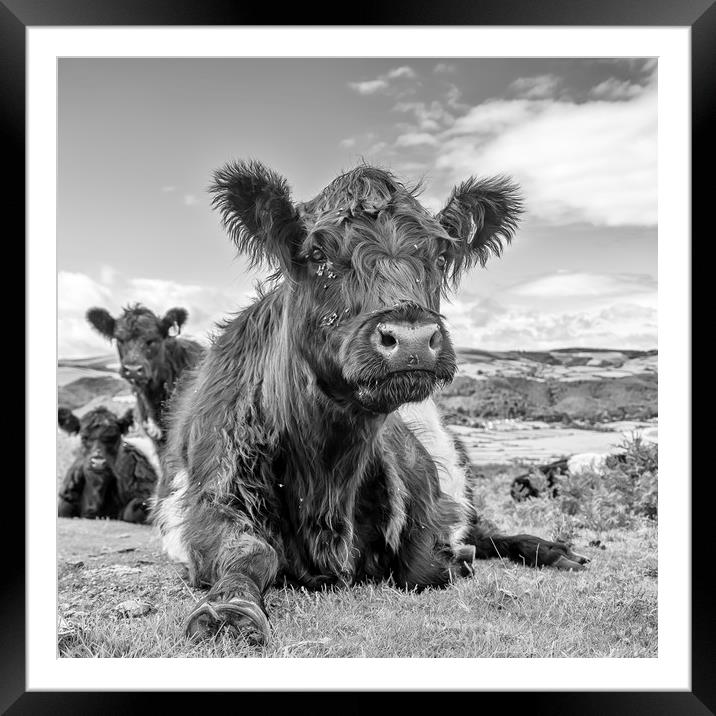 Belted Galloway Cow Framed Mounted Print by Shaun Davey