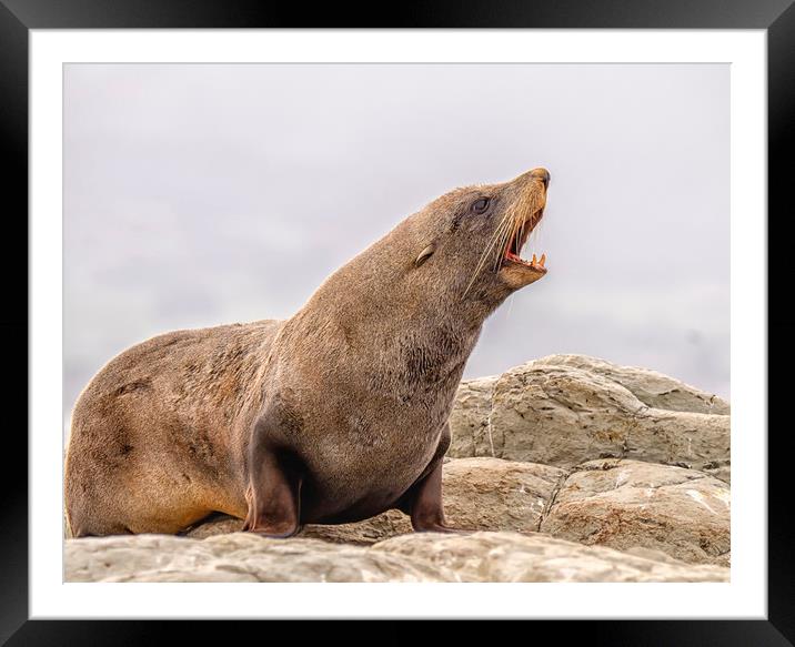 Southern Fur Seal Framed Mounted Print by Shaun Davey