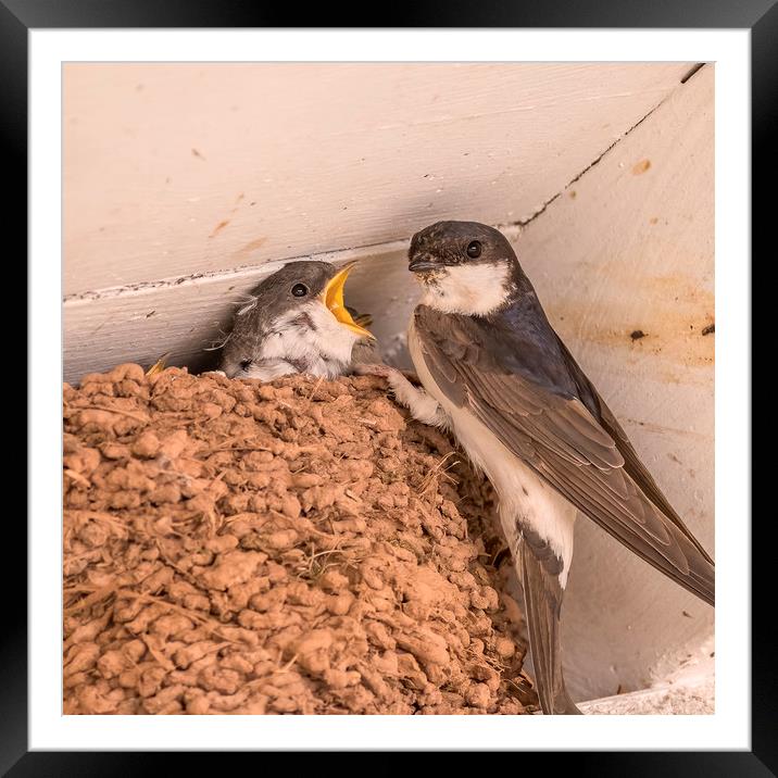 House Martin Feeding Young Framed Mounted Print by Shaun Davey