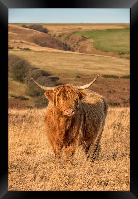 Highland Cow, Exmoor Framed Print by Shaun Davey