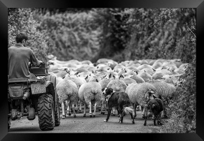 Herding sheep - Exmoor Framed Print by Shaun Davey