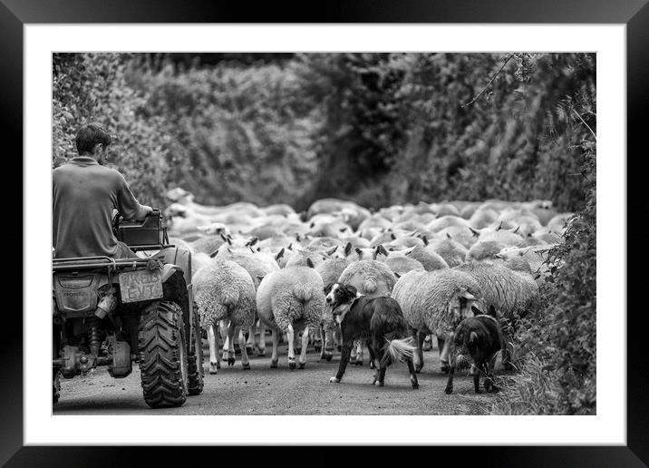 Herding sheep - Exmoor Framed Mounted Print by Shaun Davey