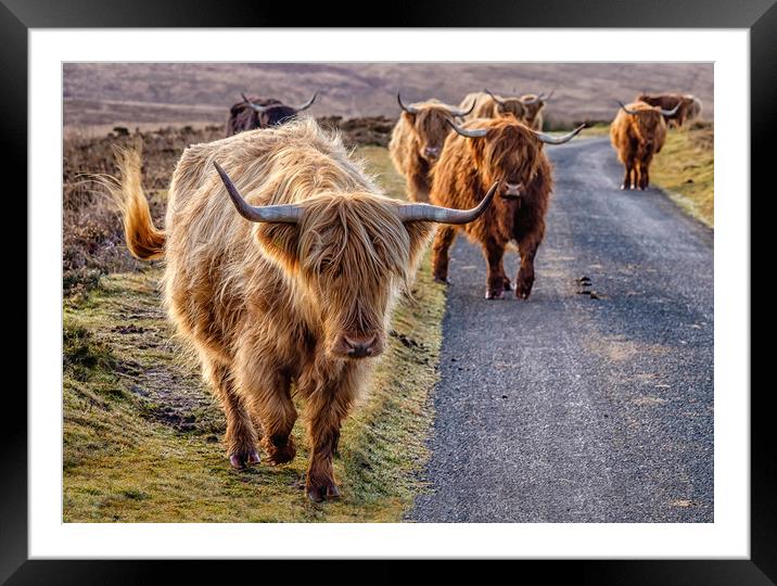 Highland Cattle, Exmoor Framed Mounted Print by Shaun Davey
