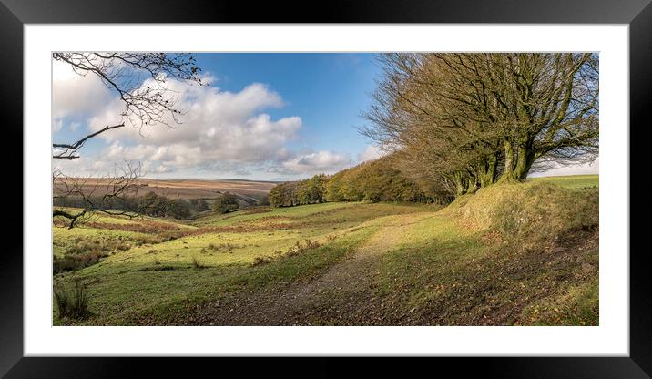 A path along an ancient beech hedge on Exmoor Framed Mounted Print by Shaun Davey
