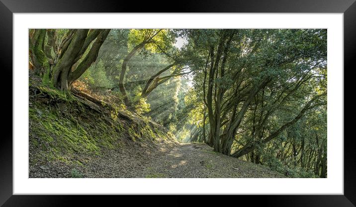 Selworthy Woods Framed Mounted Print by Shaun Davey