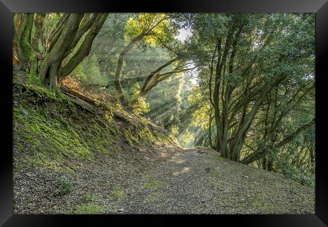 Sunbeams in Selworthy Woods Framed Print by Shaun Davey