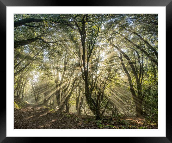 Sunbeams shining through the trees of Selworthy Woods, Exmoor National Park Framed Mounted Print by Shaun Davey