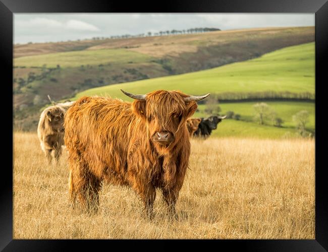 Highland Cattle, Exmoor Framed Print by Shaun Davey