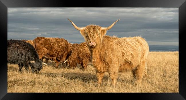 Highland Cattle, Exmoor Framed Print by Shaun Davey