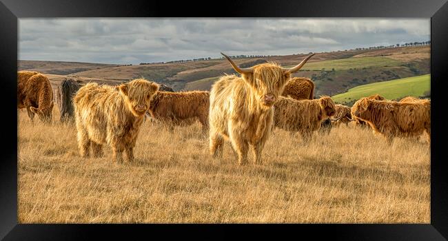 Highland Cattle, Exmoor Framed Print by Shaun Davey
