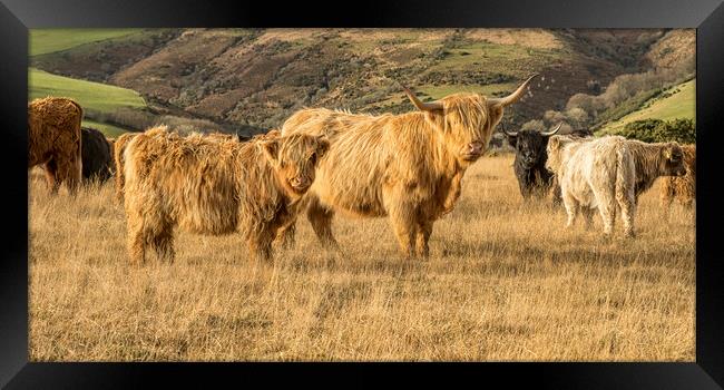 Highland Cattle, Exmoor Framed Print by Shaun Davey