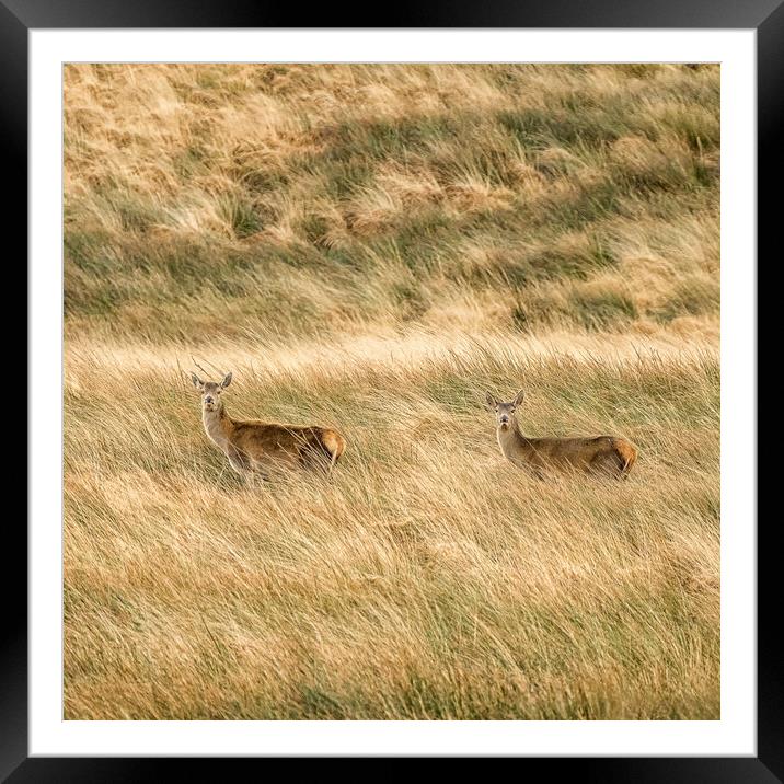 Red Deer (Cervus elaphus), Exmoor Framed Mounted Print by Shaun Davey