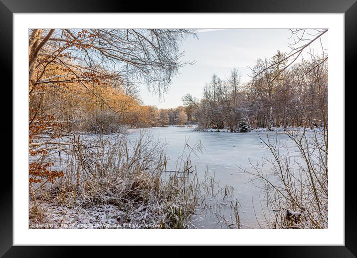 Frozen lake in a beech forest and frozen reeds at the shore Framed Mounted Print by Stig Alenäs