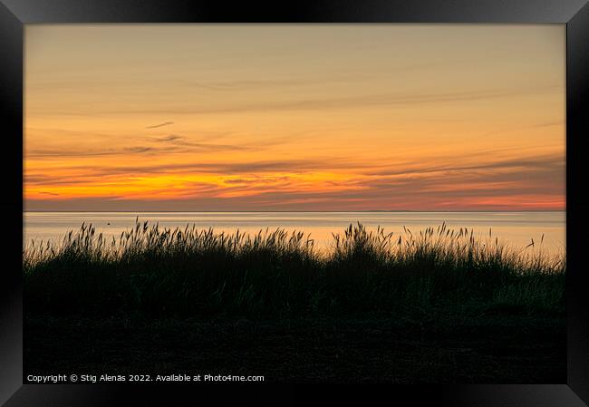silhouett of dune grass against the sea and the ri Framed Print by Stig Alenäs