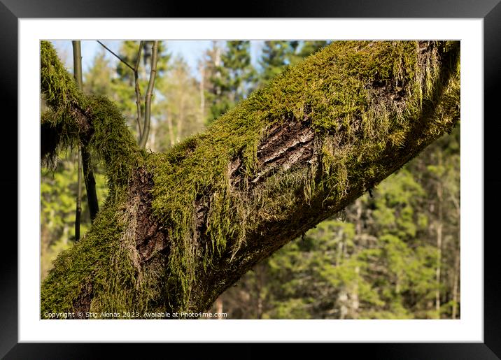an old tre trunk overgrown with moss Framed Mounted Print by Stig Alenäs