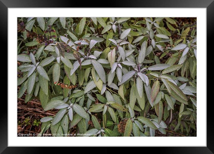 sage bush at the first frost as a floral background Framed Mounted Print by Stig Alenäs