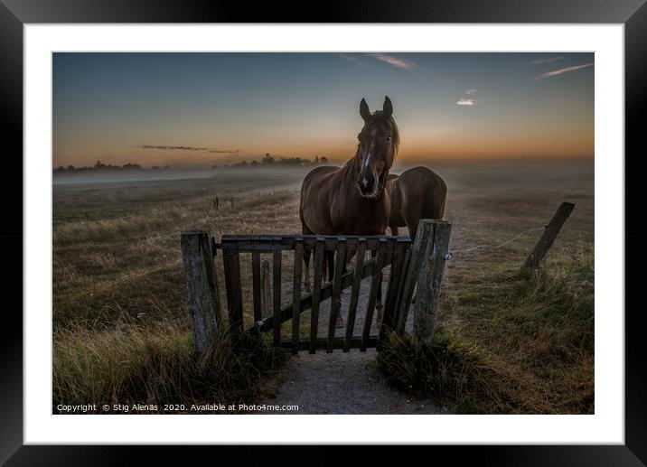 Horses standing at a gate a misty morning  Framed Mounted Print by Stig Alenäs