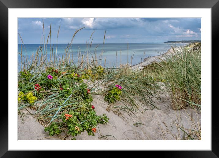 Dunes on the danish coast with lyme grass and rosehips Framed Mounted Print by Stig Alenäs