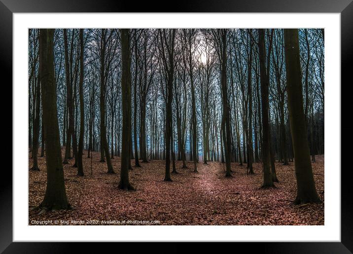 A winter day in the beech forest Framed Mounted Print by Stig Alenäs